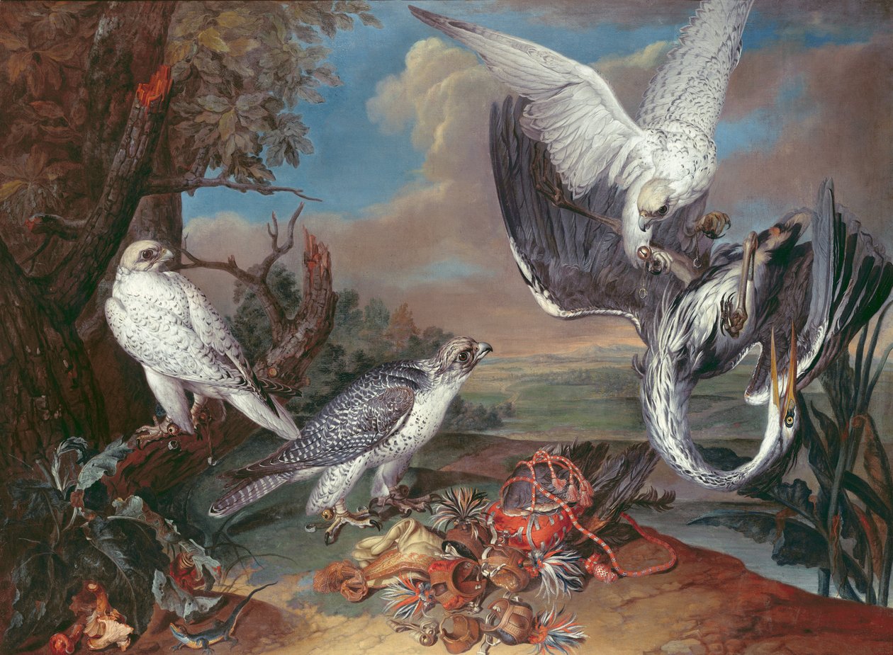 Grønland Cyr Falconsswed av Ferdinand Phillip de Hamilton