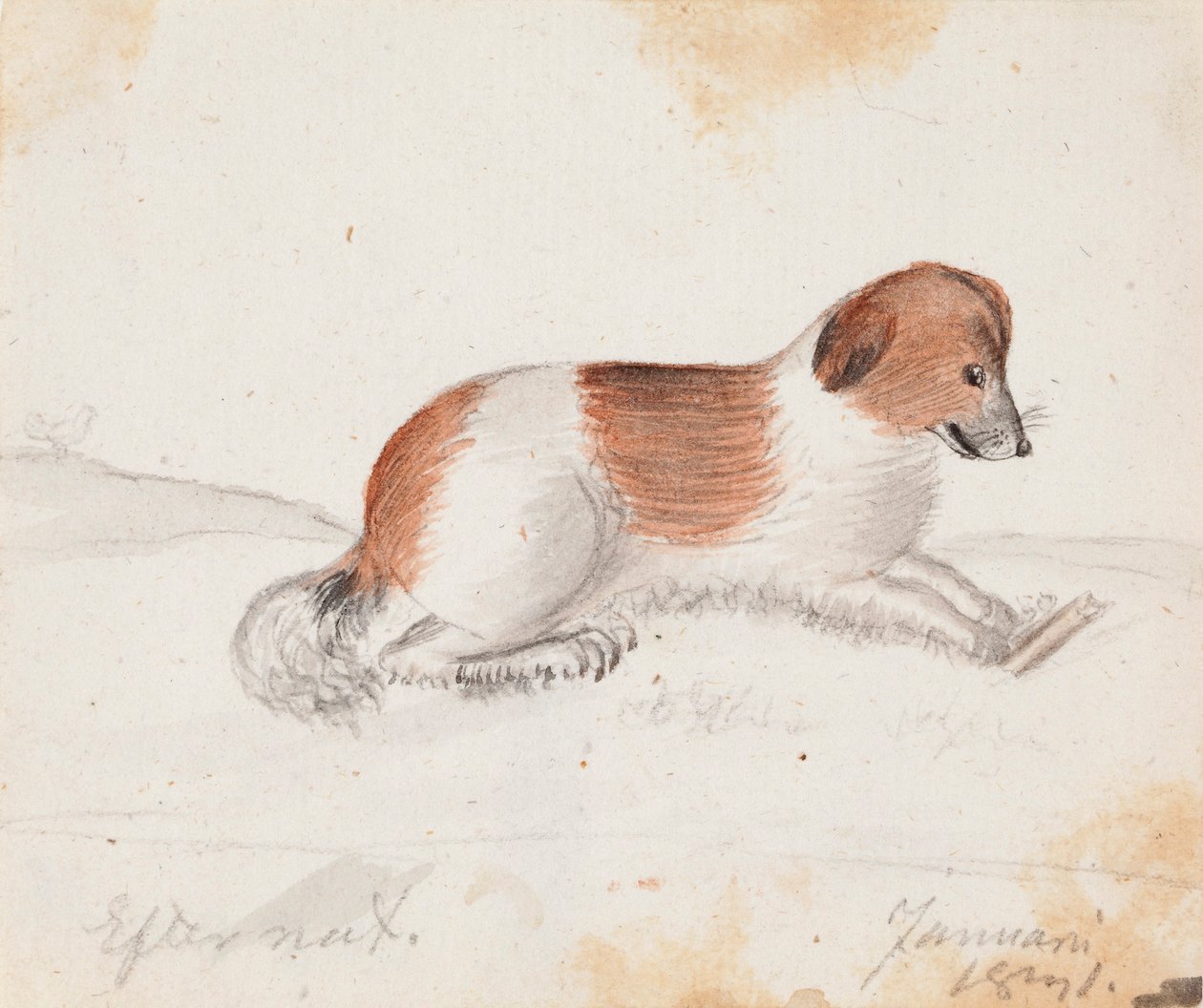Hund av Ferdinand von Wright