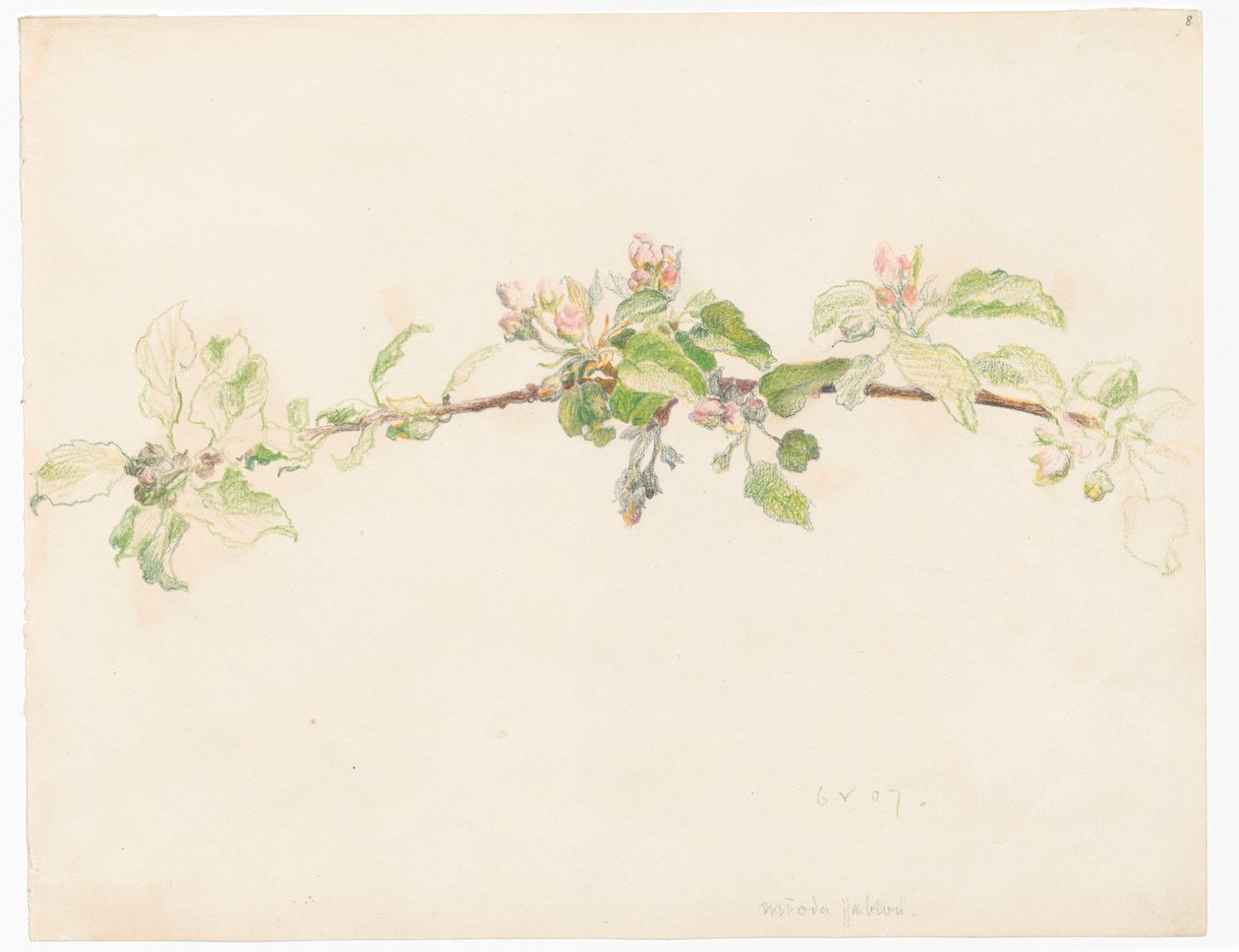 Gren av ett blommande äppelträd av Ferdynand Ruszczyc
