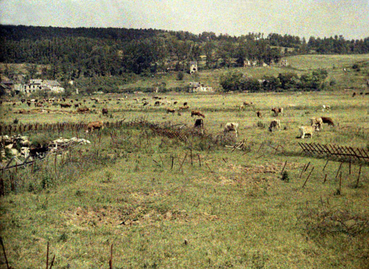 Den franska arméns boskap betar mellan taggtråd och skyttegravar nära Vauxrot, Soissons, Aisne, Frankrike, 1917 (autokrom) av Fernand Cuville