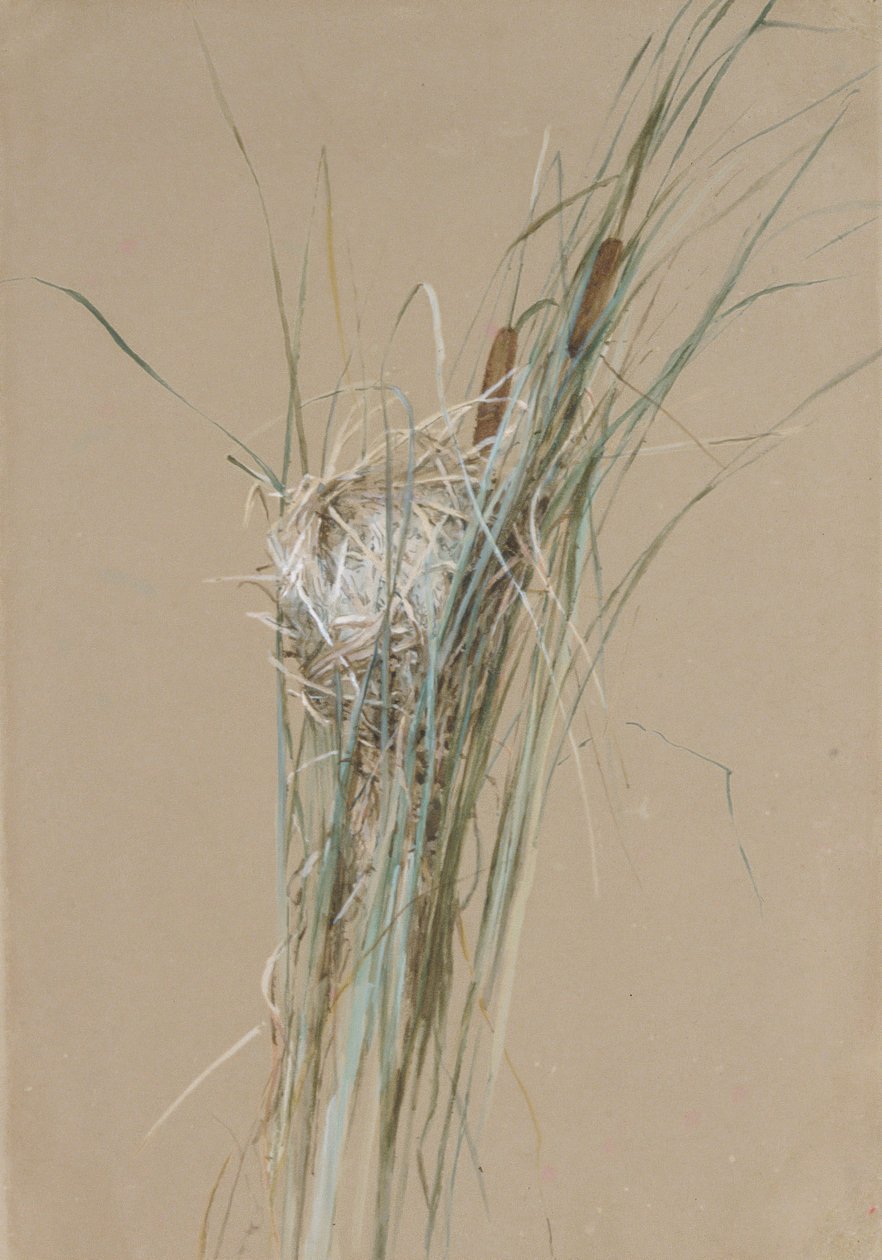 Fågelbo i Cattails, ca. 1875. av Fidelia Bridges