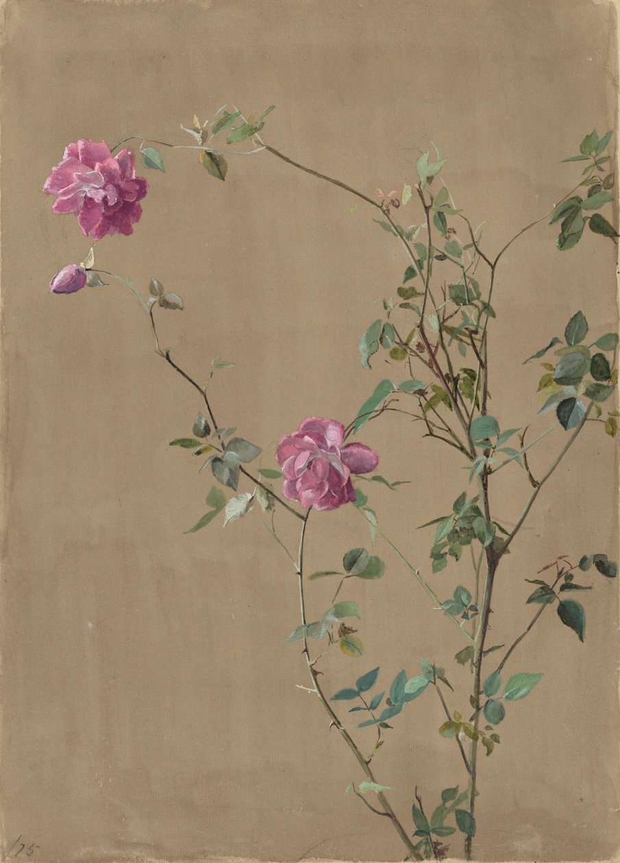 Rosa rosor av Fidelia Bridges