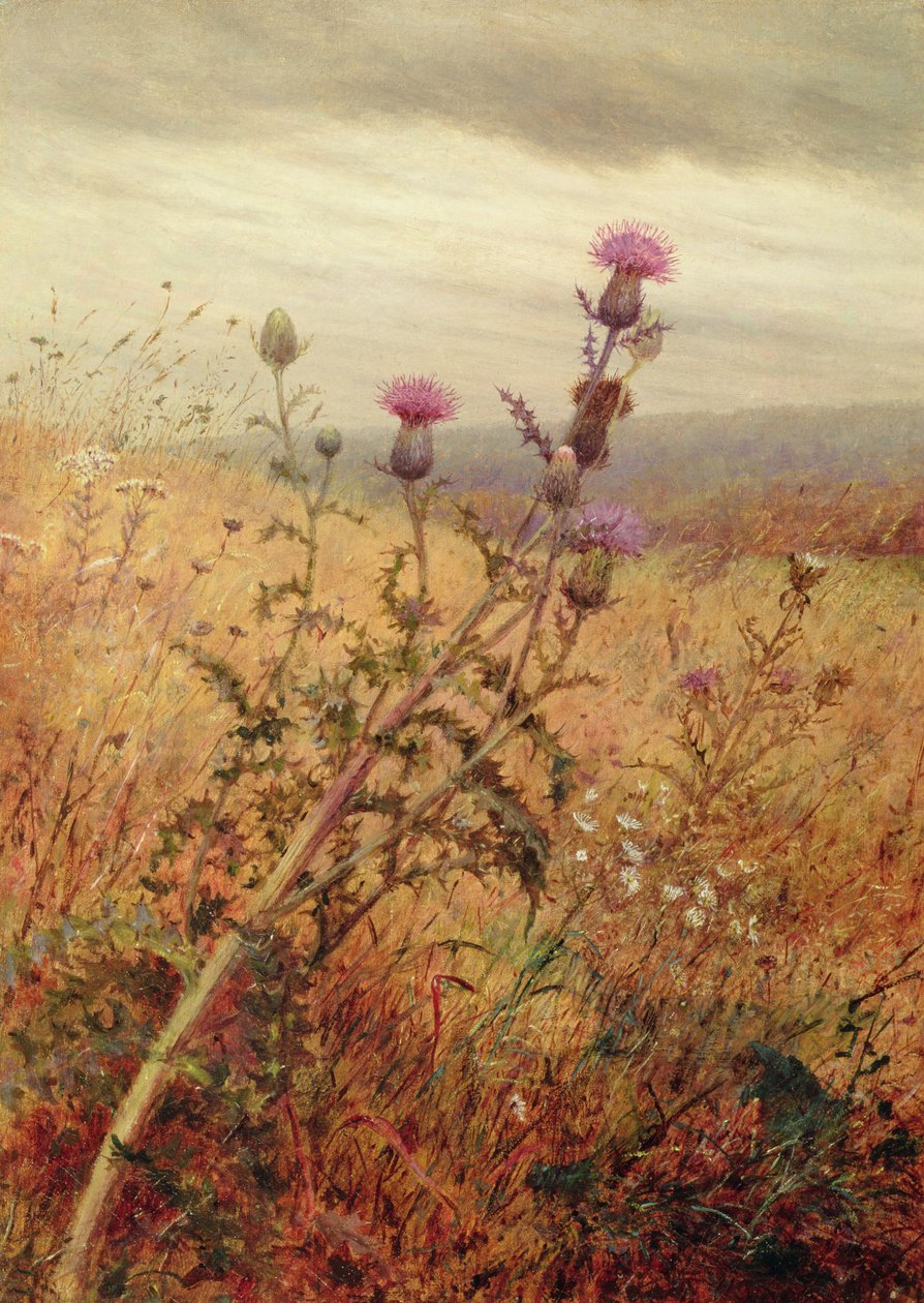 Tistel på ett fält, 1875 av Fidelia Bridges