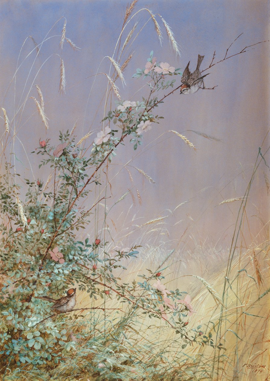Wild Roses Among Rye, 1874 (wc & gouache över penna på papper) av Fidelia Bridges
