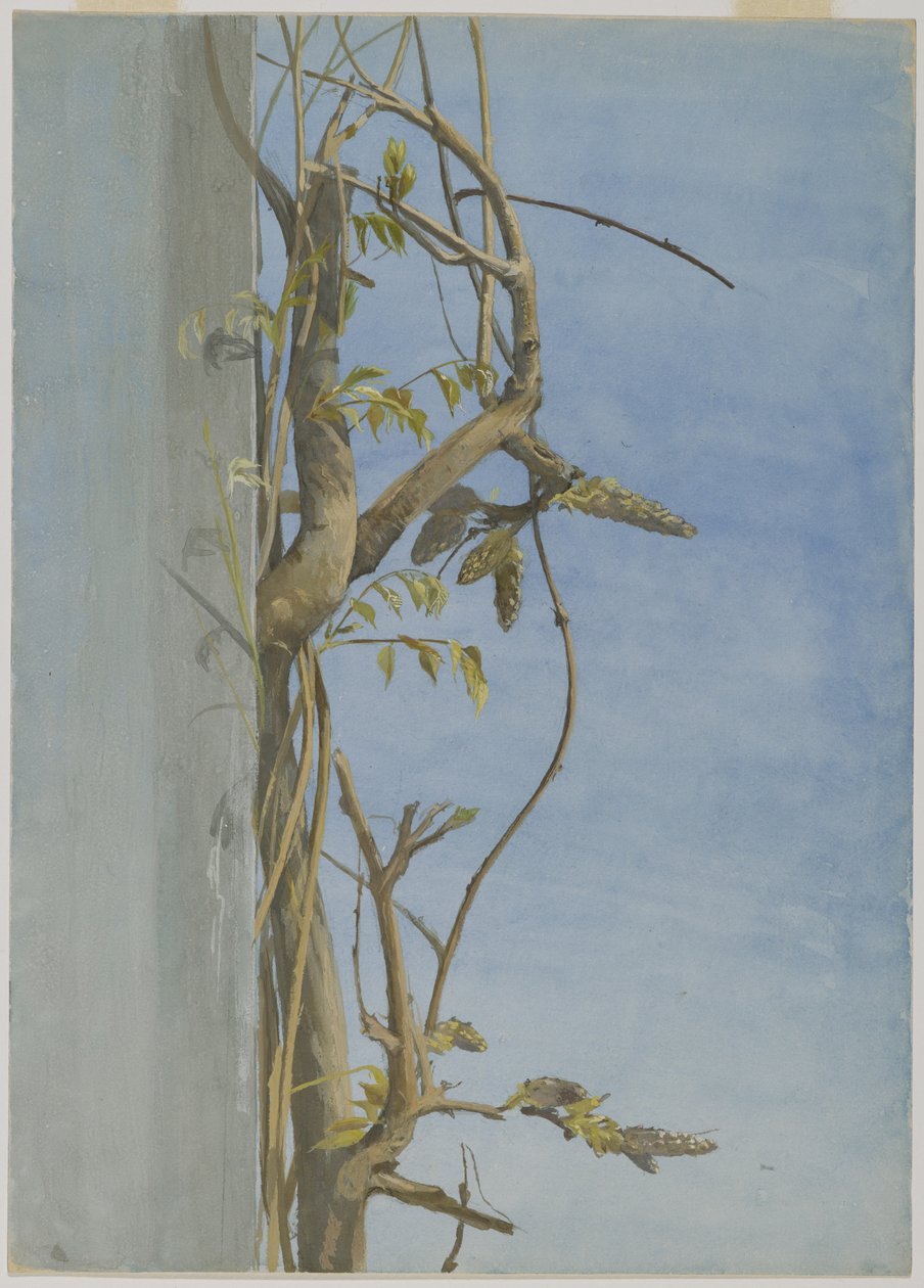 Wisteria på en vägg (wc på papper) av Fidelia Bridges
