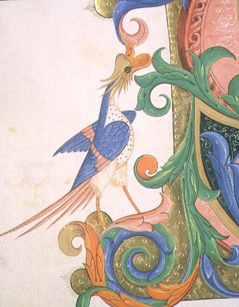 Missal 515 f.20v Fantastisk fågel, detalj av dekoration av en historisk initial från en körbok utförd före 1449 (vellum) av Filippo di Matteo Torelli