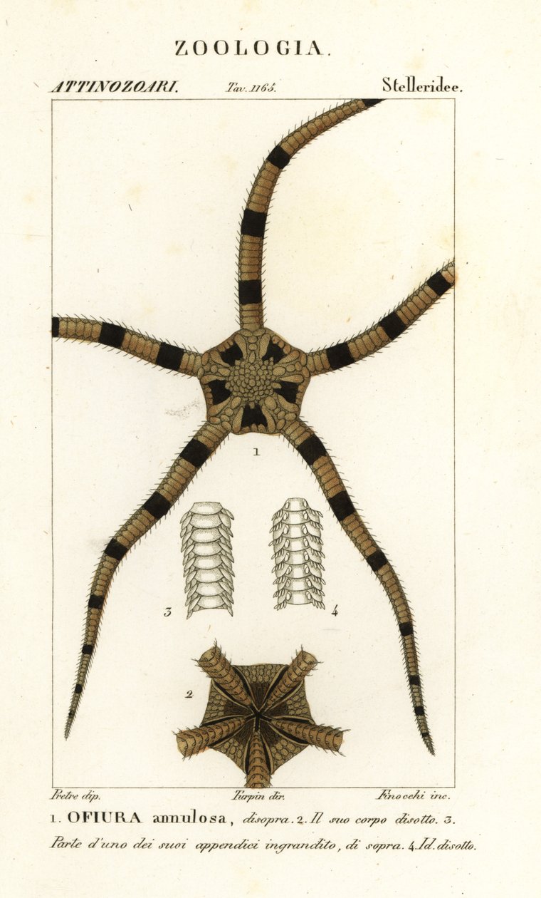 Spröd stjärna tagghuding, Ophiomastix annulosa, Ophiura annulosa av Finocchi Finocchi