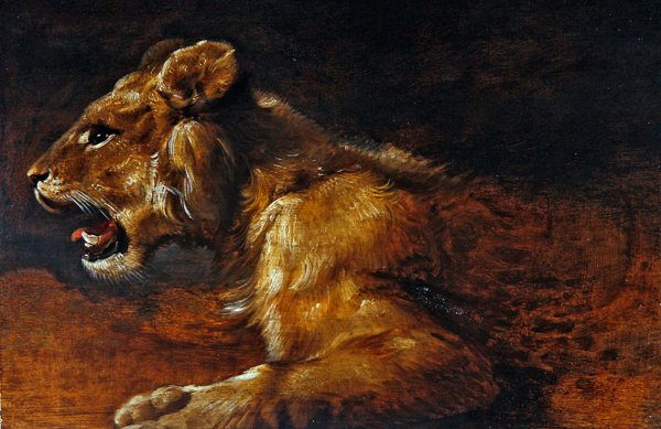 A Study of a Young Lion, School of Antwerpen, ca 1640 (olja på panel) av Flemish School