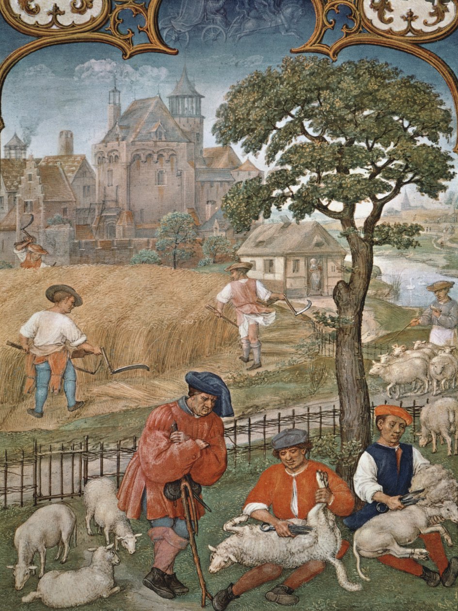 Fol.7v Juli månad: Skörd och fårklippning, från Breviarium Grimani, c.1515 av Flemish School