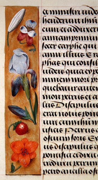 Ms. 1058-1975, f.16v: detalj av en blomkant från en timbok, ca 1500 (vellum) av Flemish School