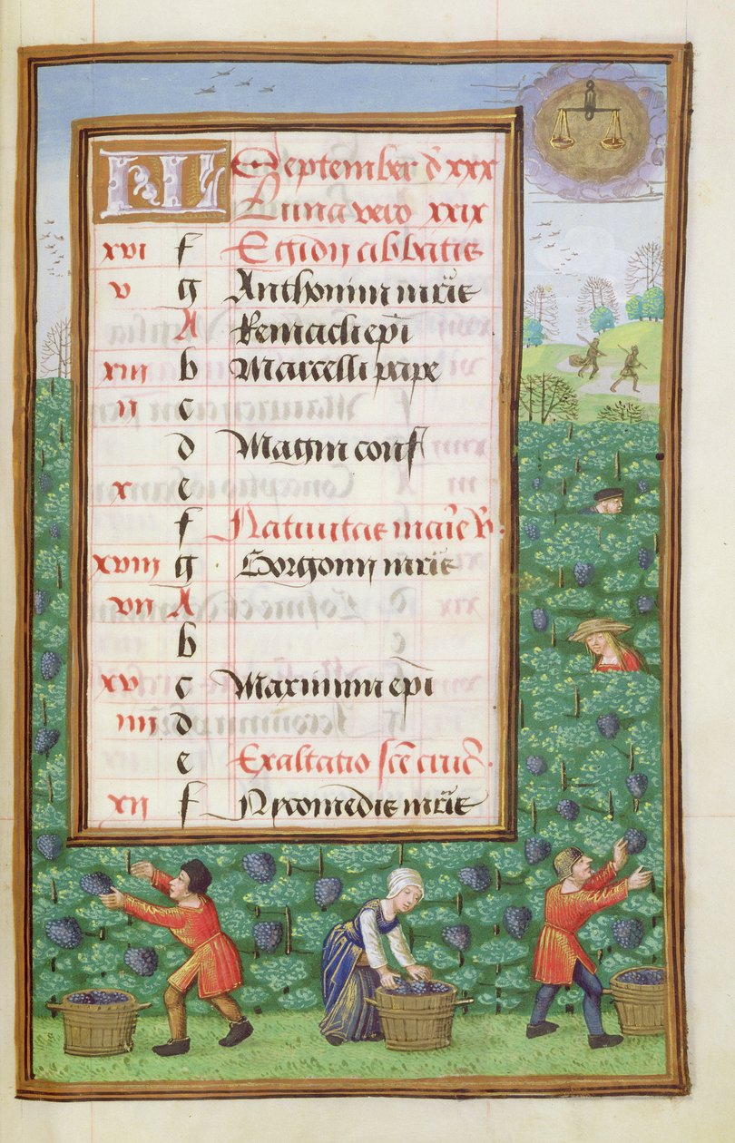Ms 1058-1975 f9r Gathering Grapes, upplyst kalendersida för september, från a Book of Hours, c.1500 av Flemish School