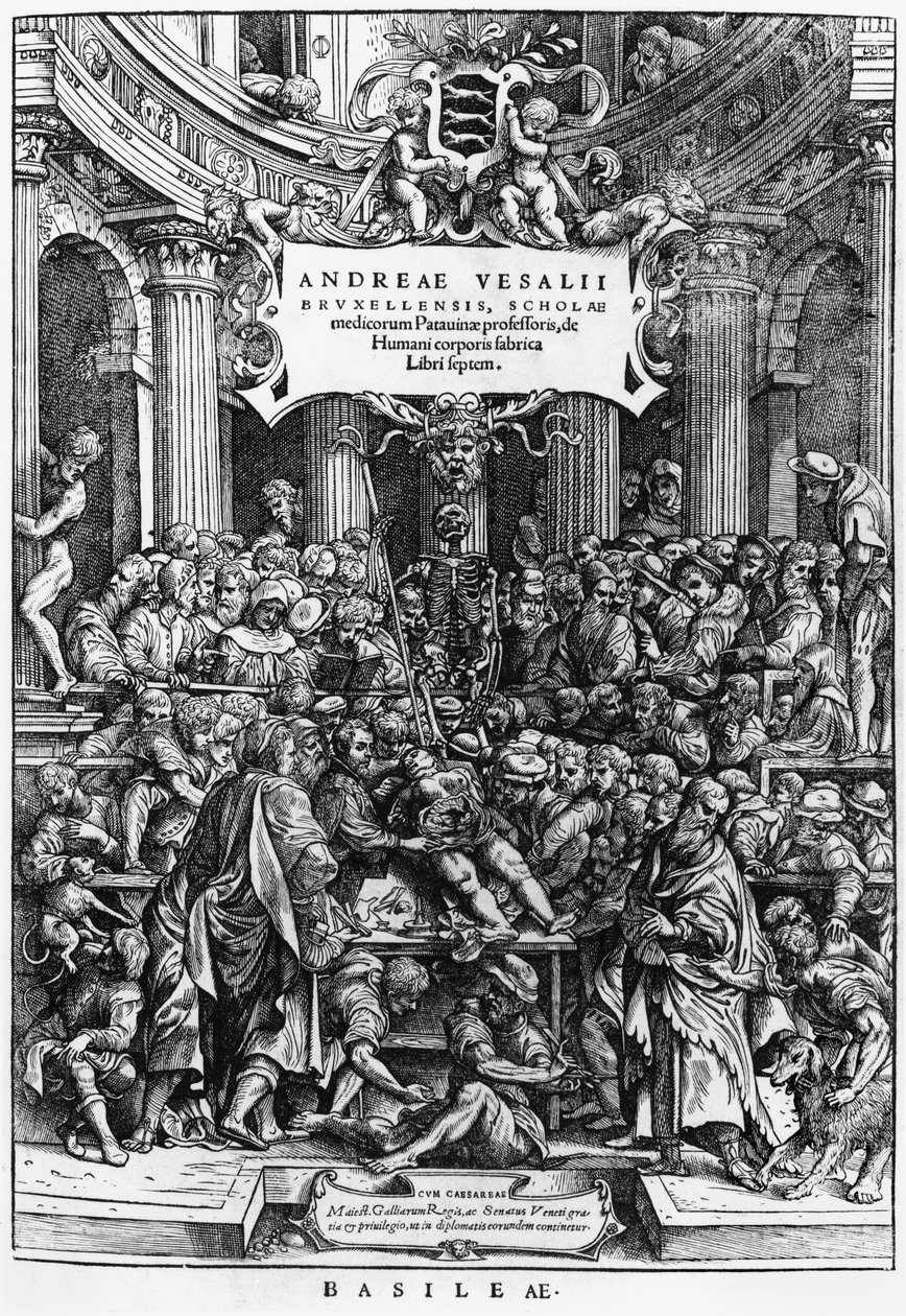 Anatomilektionen av Andreas Vesalius (1514-64) vid medicinskolan i Bryssel, frontispice från De Humani Corporis Fabrica, publicerad i Basel, 1555 (se även 466697) av Flemish School