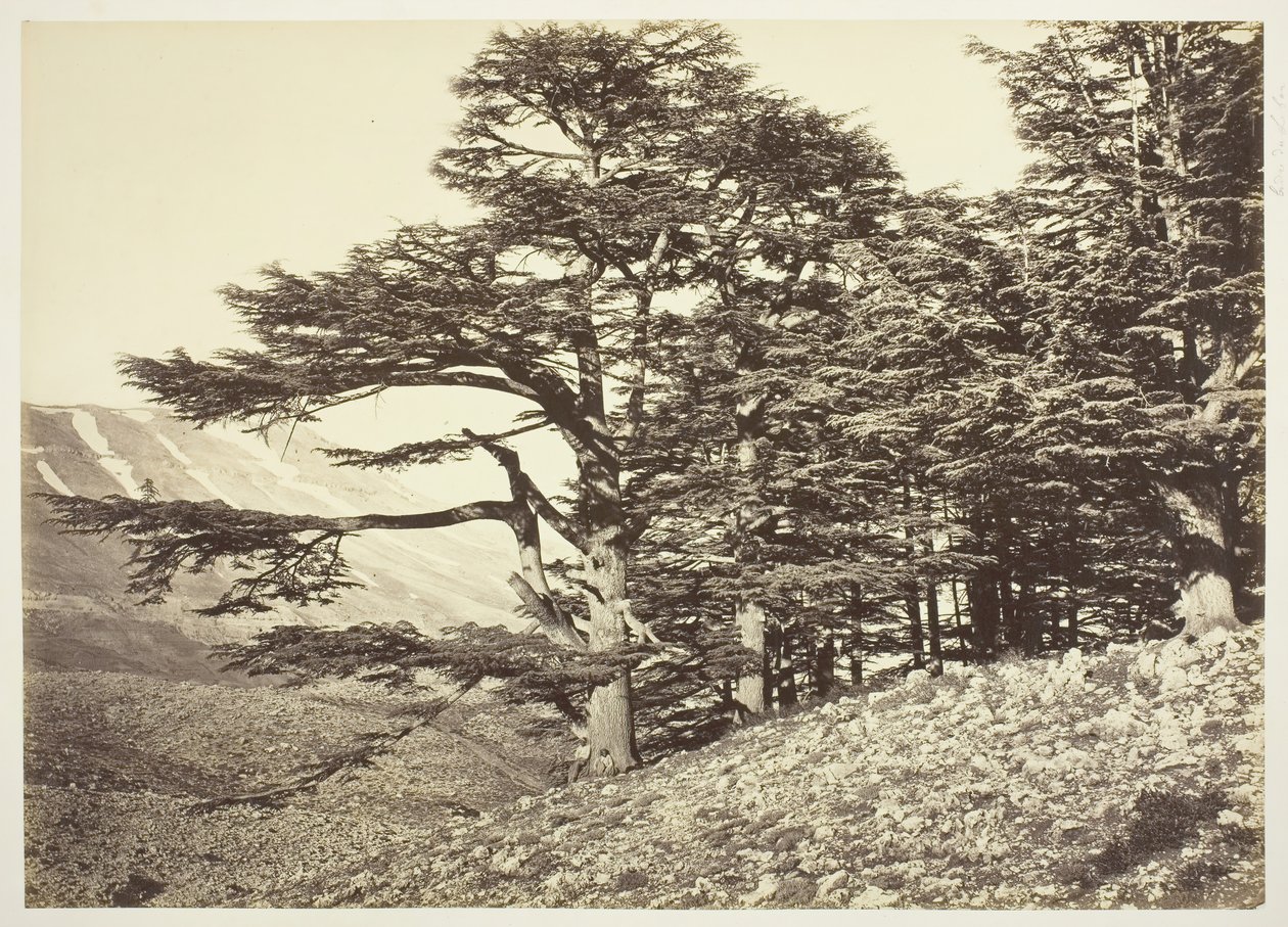 Cedars av Libanon, ca. 1870. av Félix Bonfils
