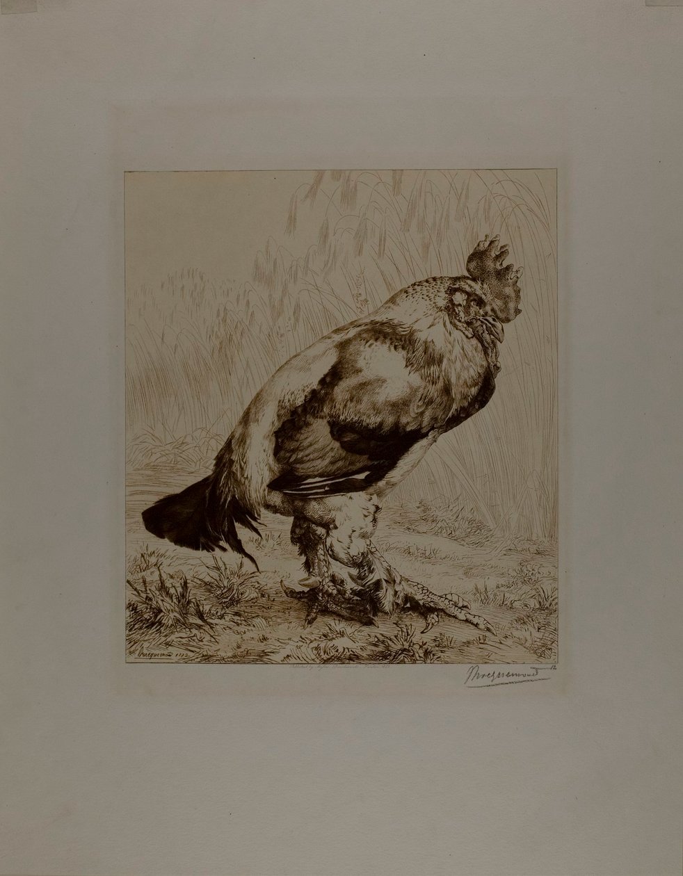 Den gamla kuken av Félix Henri Bracquemond