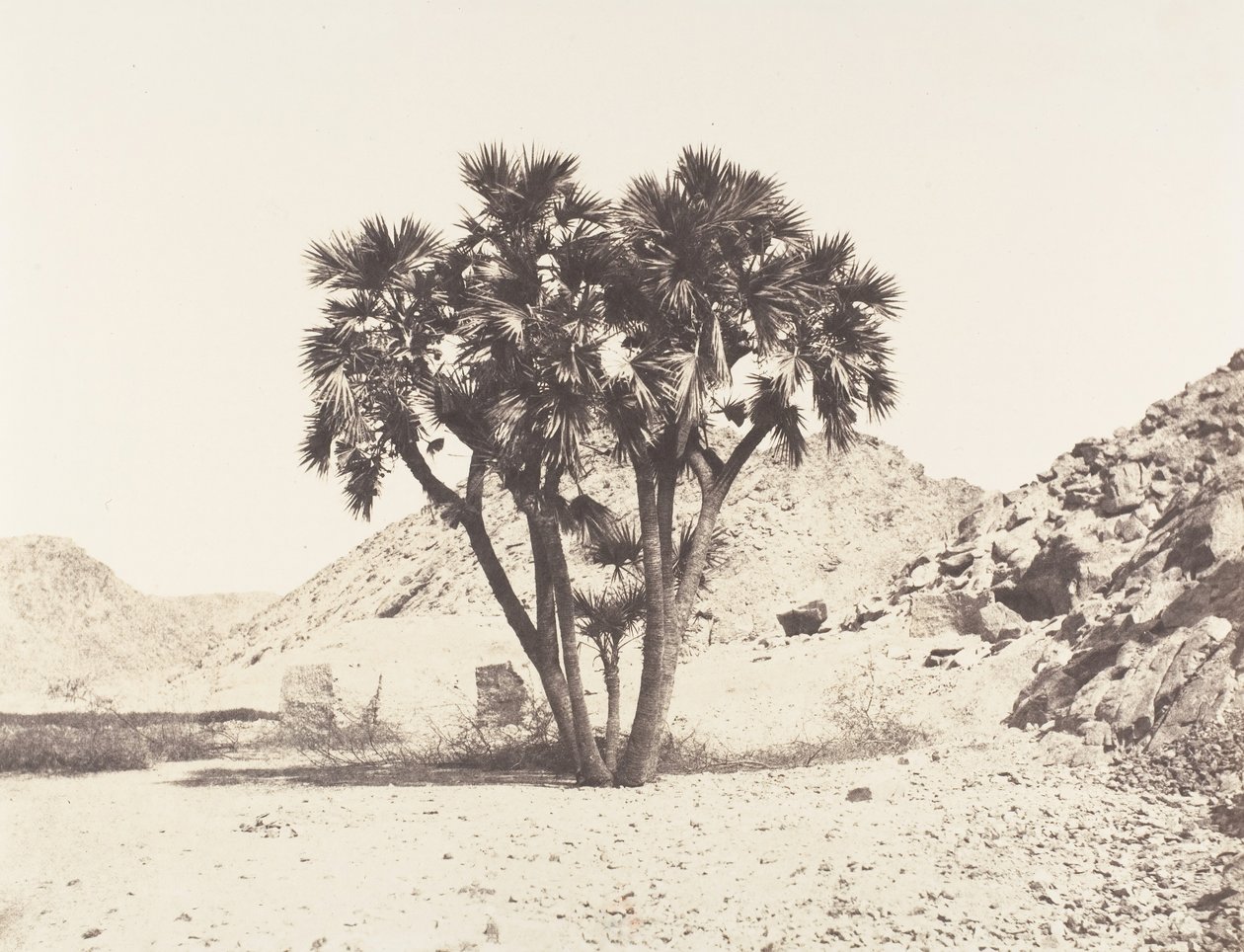 Omgivningen av Fileh, Palmier Doum på den östra stranden av Nilen, 1851-52, tryckt 1853-54. av Félix Teynard