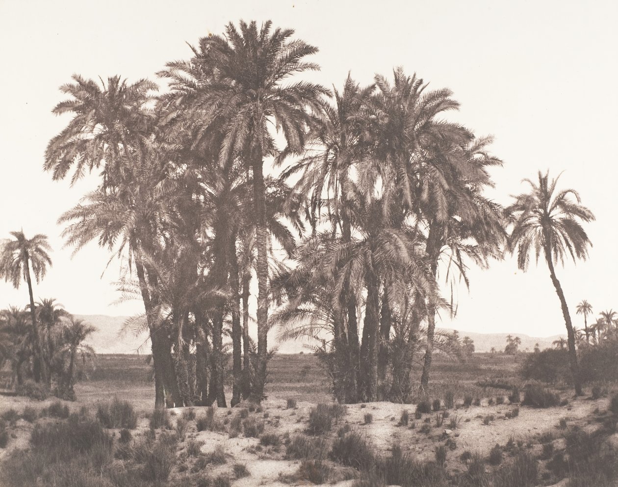 Karnak, Grupp av dadelpalmer sett från punkt A, 1851-52, tryckt 1853-54. av Félix Teynard
