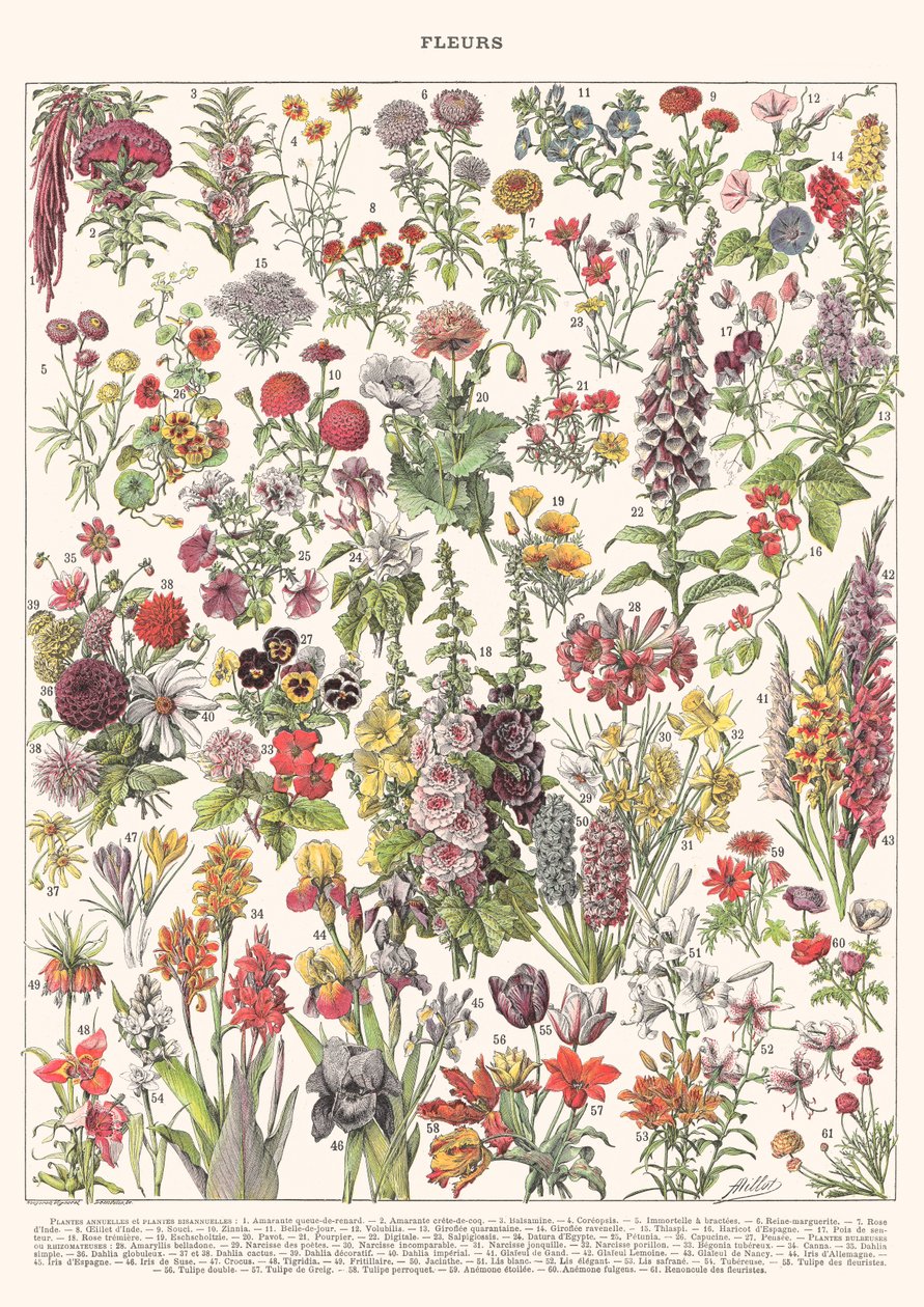 Fleur I - ASTER EDITION, 2023 (digital) av Florent Bodart
