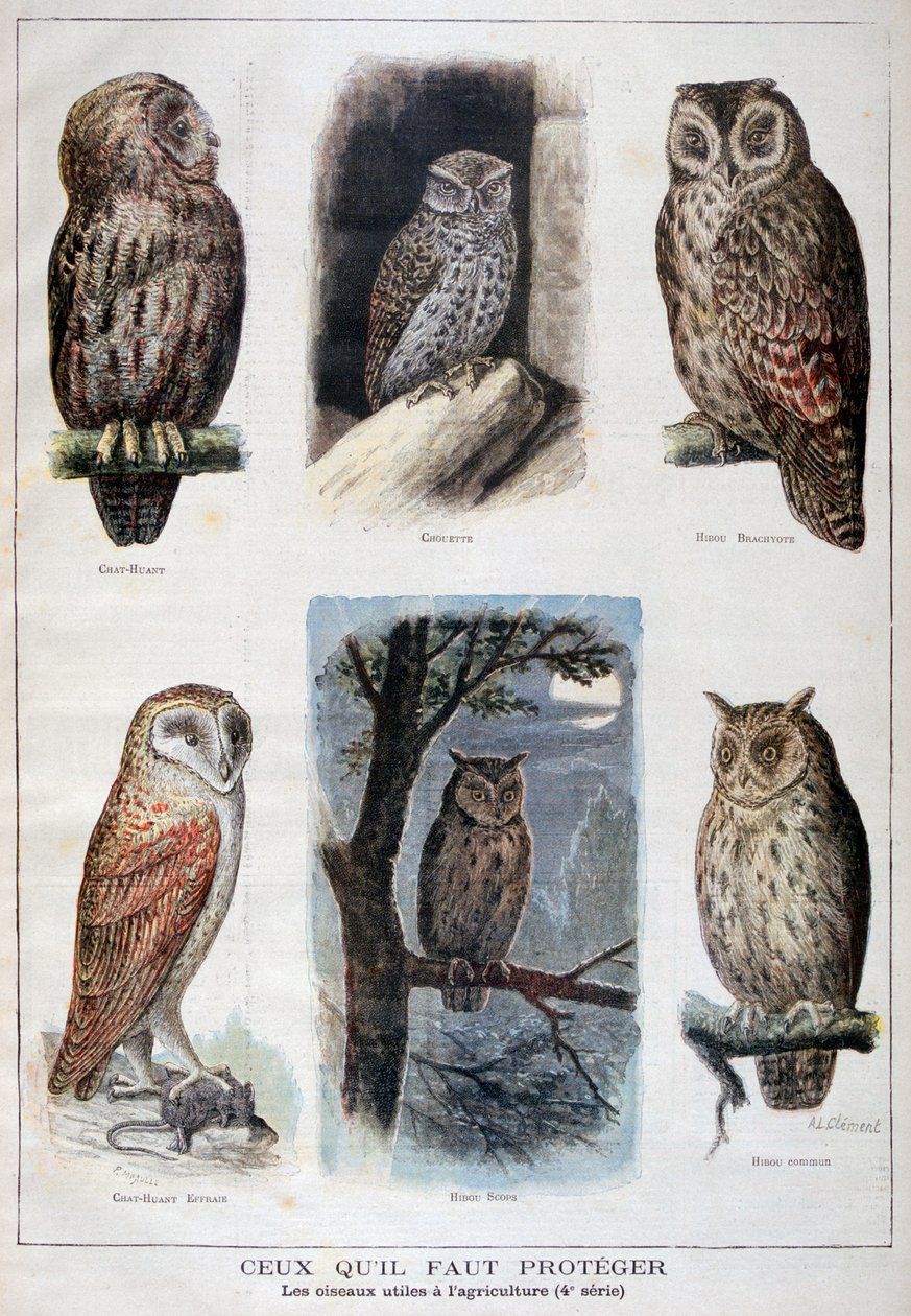 Fåglar som är skyddade och hjälpsamma inom jordbruket, 1897 av Fortuné Méaulle