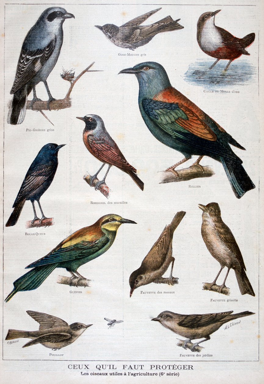 Fåglar som är skyddade och hjälpsamma inom jordbruket, 1897 av Fortuné Méaulle