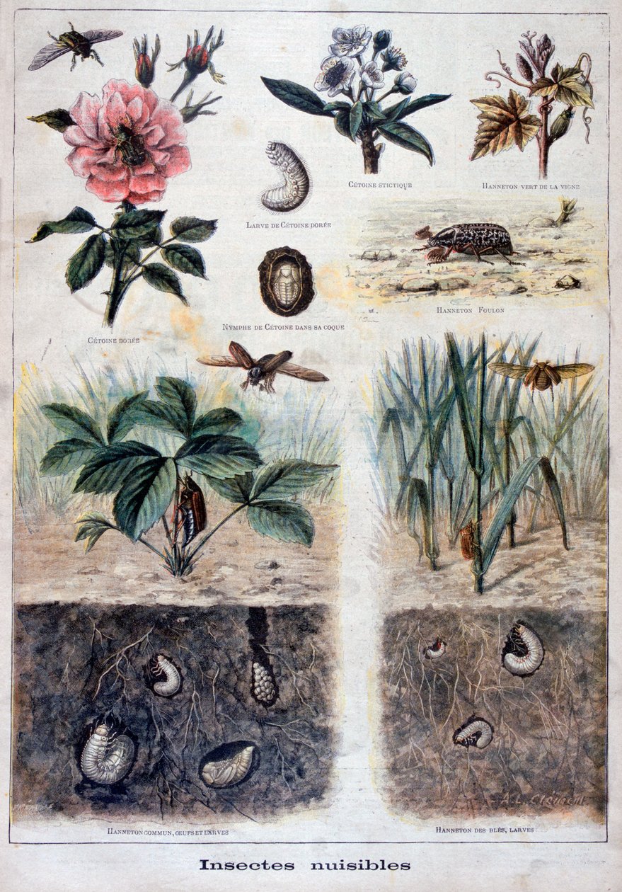 Skadliga insekter, 1897 av Fortuné Méaulle