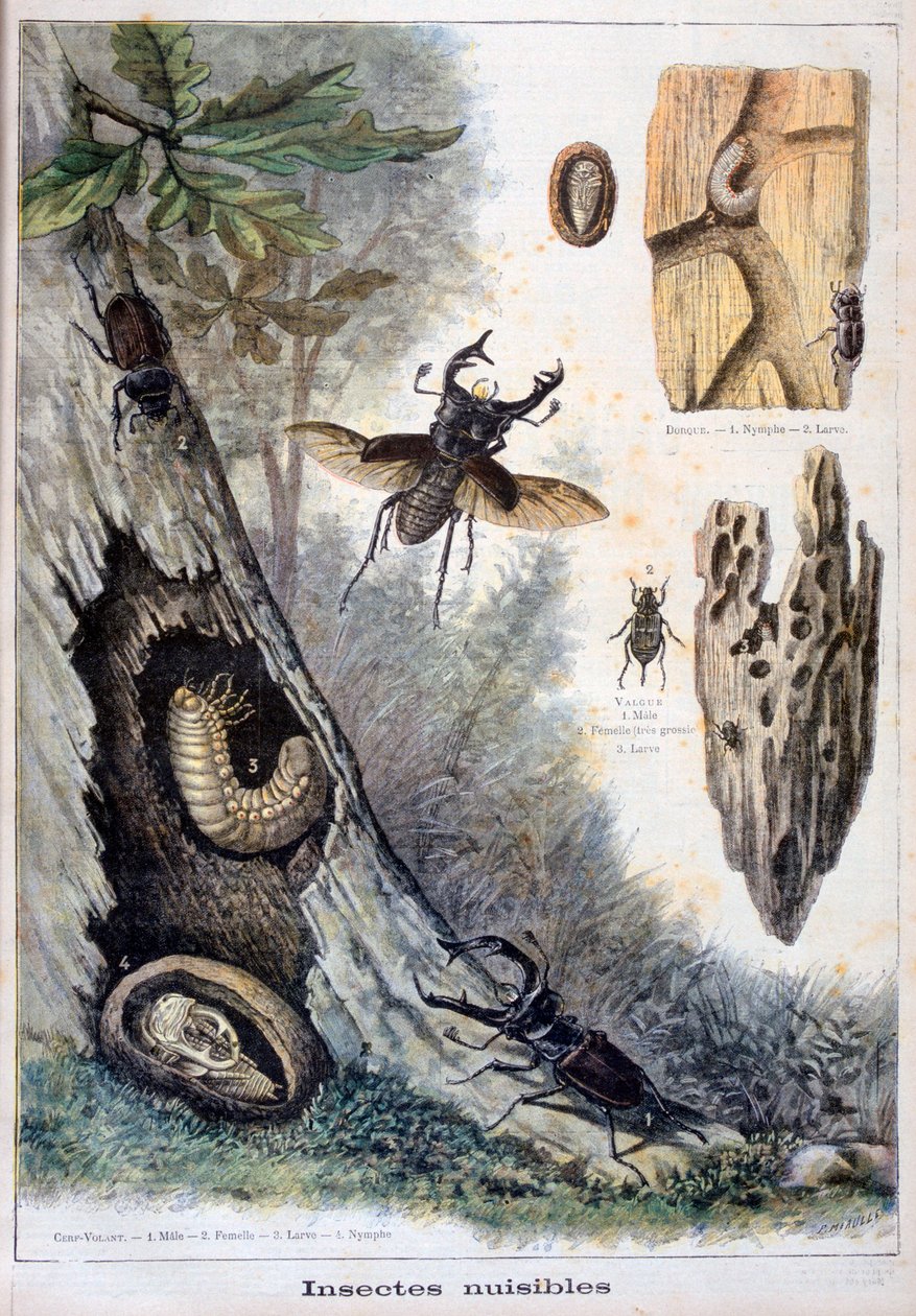 Skadliga insekter, 1897 av Fortuné Méaulle