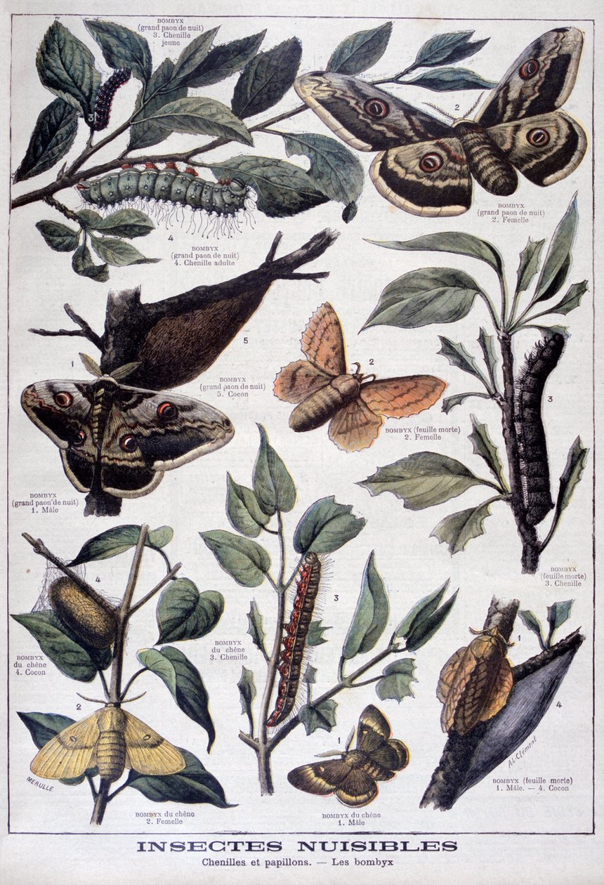 Skadliga insekter: larver, fjärilar och nattfjärilar, 1897 av Fortuné Méaulle