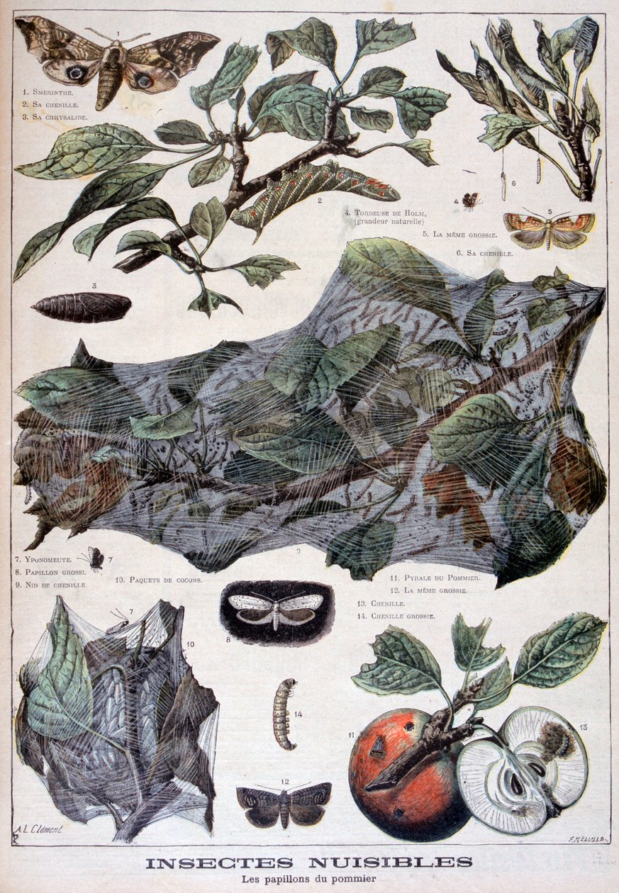 Skadliga insekter: nattfjärilar som skadar äppelträd, 1897 av Fortuné Méaulle