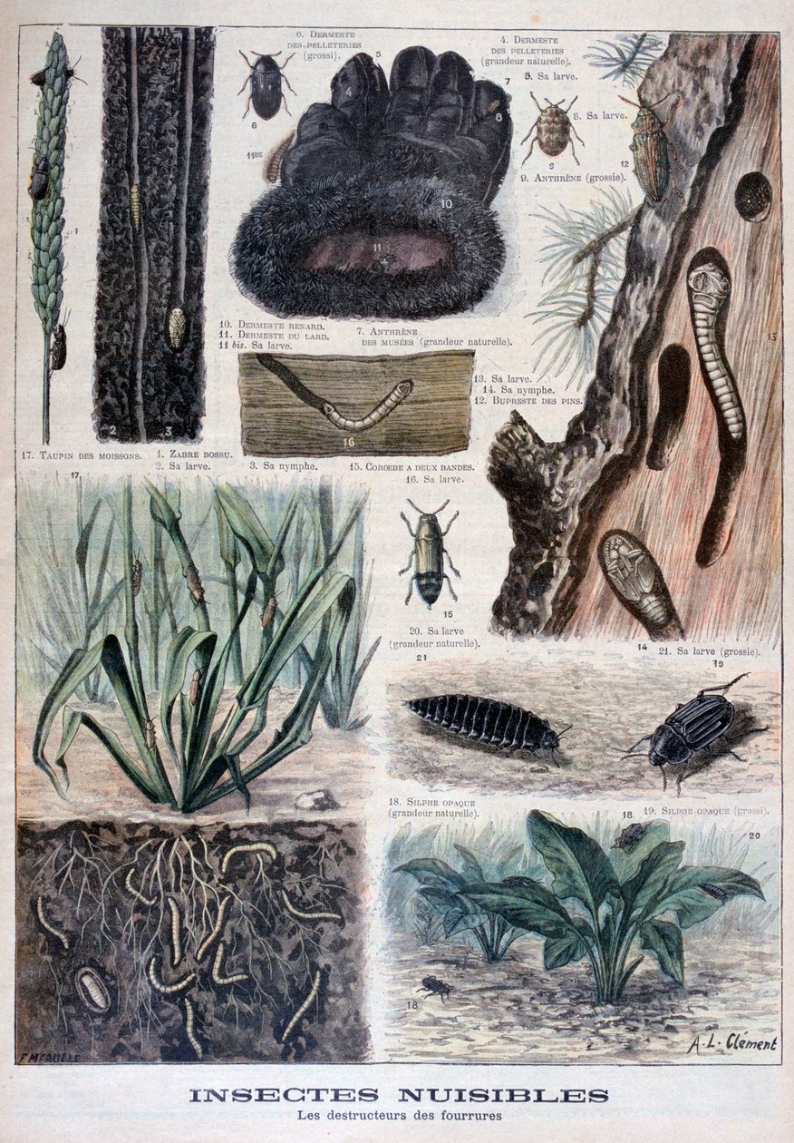 Insekter som är skadliga för päls, 1897 av Fortuné Méaulle