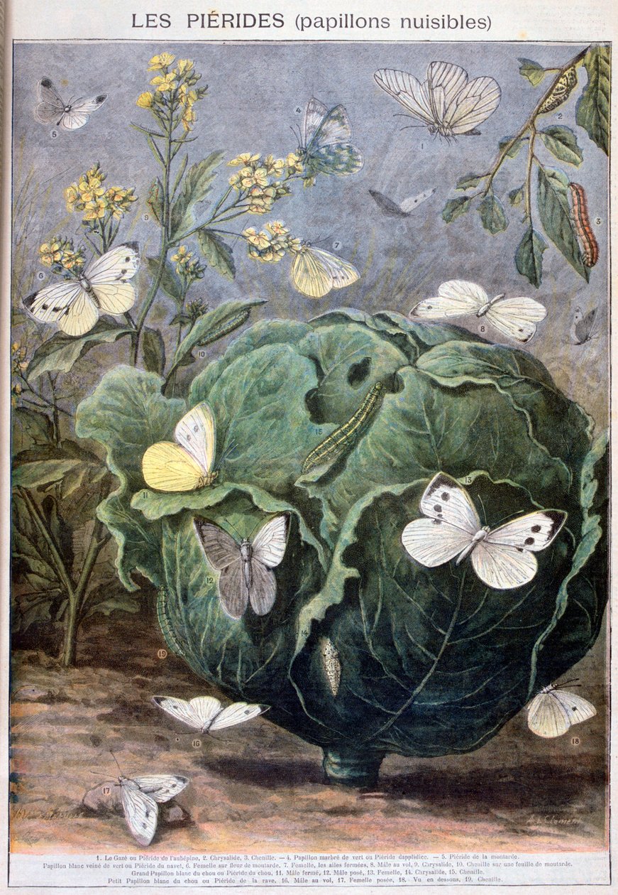 Pierid fjärilar, 1897 av Fortuné Méaulle