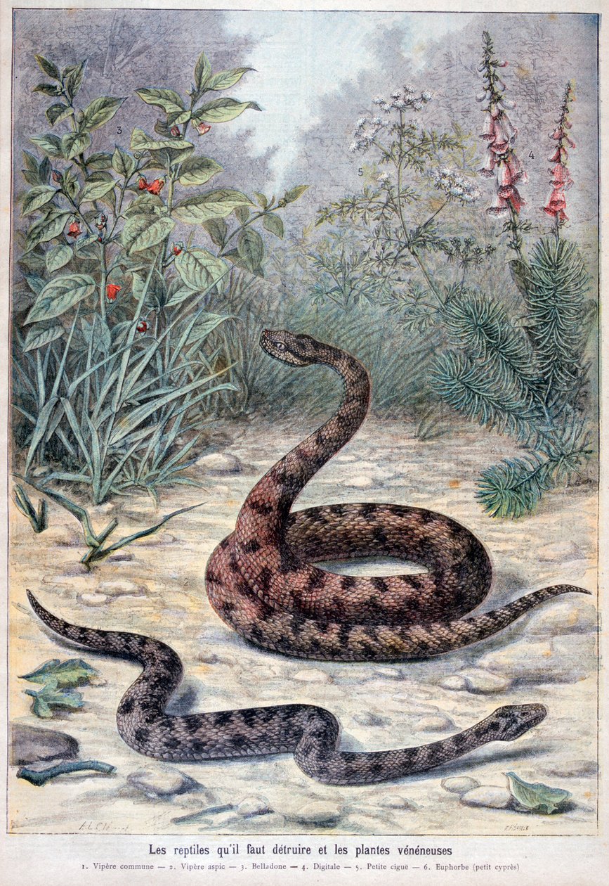 Ormar och giftiga växter, 1897 av Fortuné Méaulle