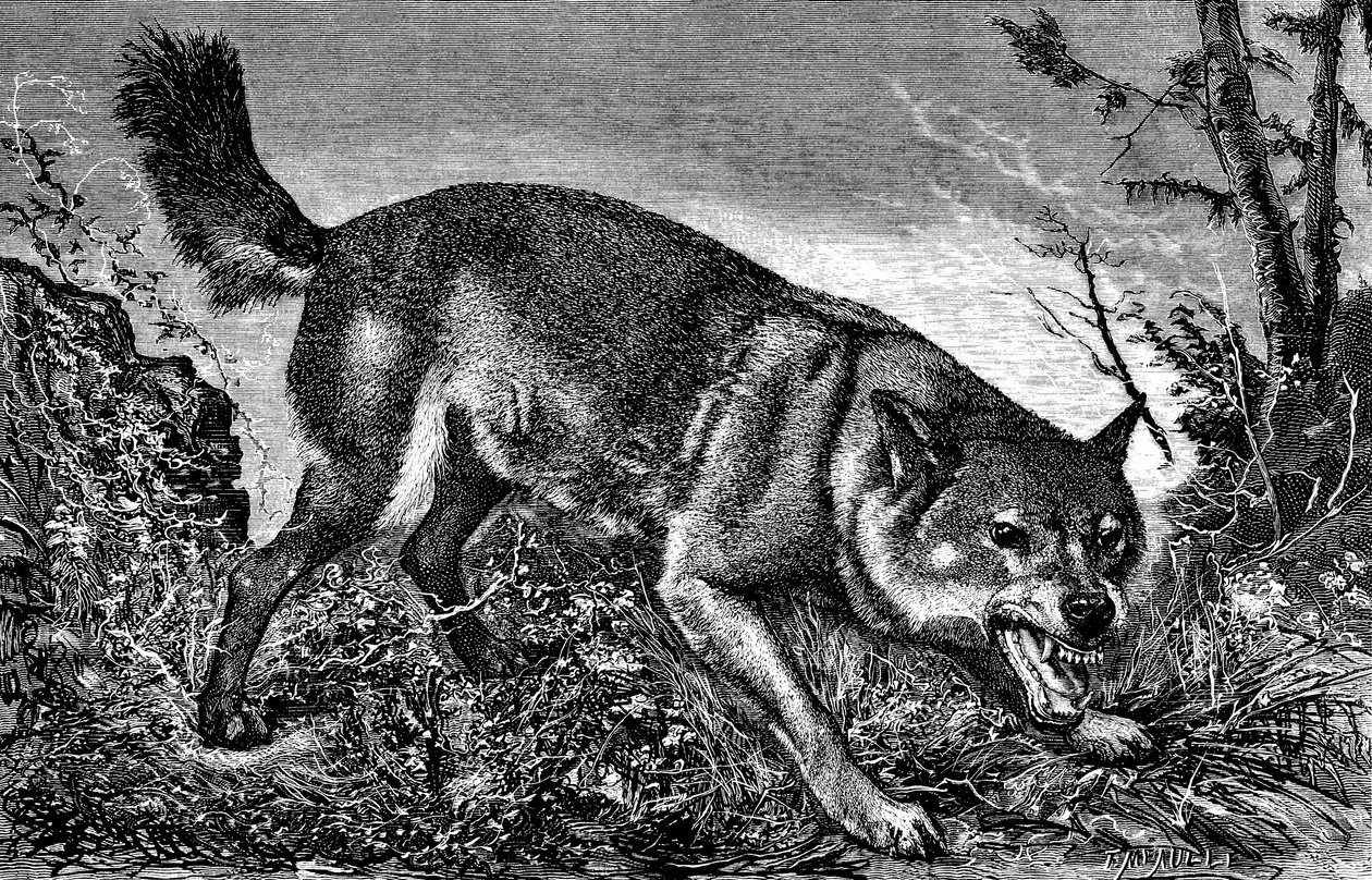 Feroce varg, arg, tänderna ute, visar huggtänderna - gravyr av Meaulle i "La chasse illustree" nr 27, 5 februari 1870 - av Fortune Louis Meaulle