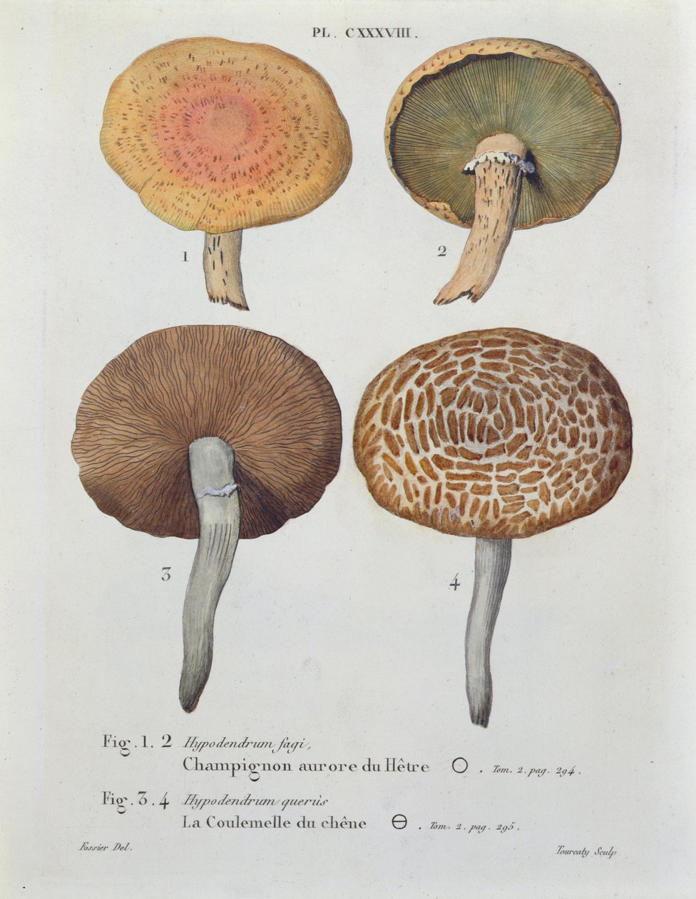 Hypodendrums fagi och queris, skylt 138 från 