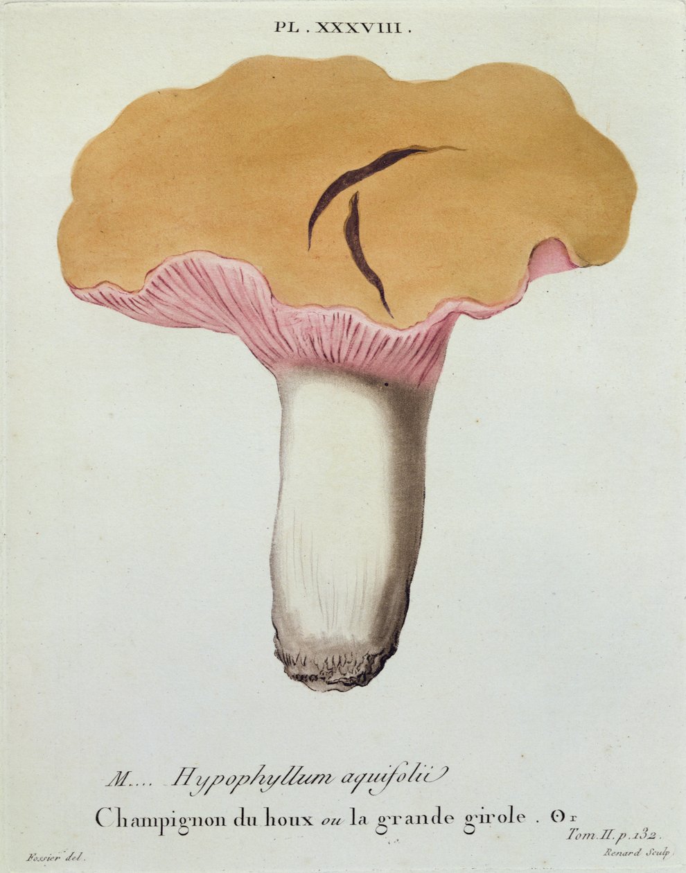 Hyprophyllum aquifolii, tallrik 38 från 
