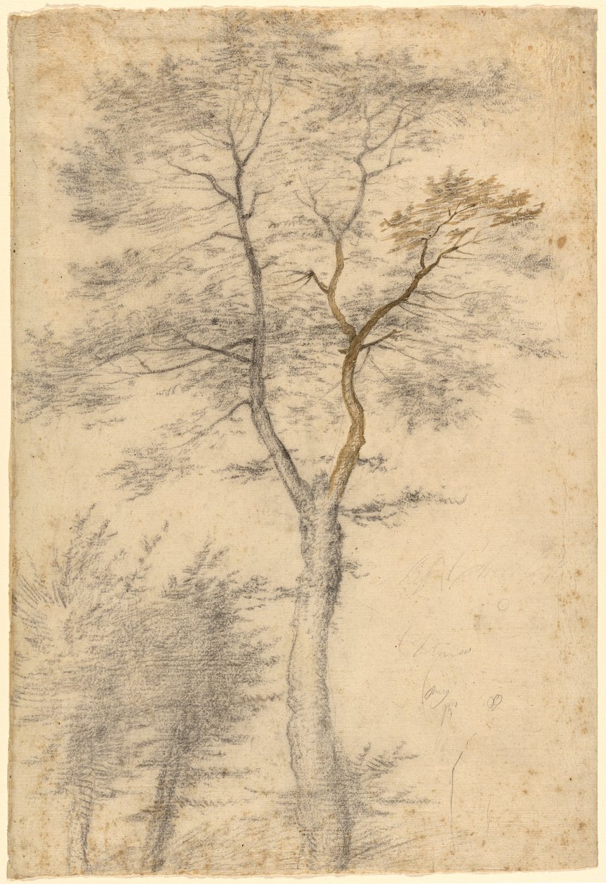 Tre studier av träd av Fra Bartolommeo (Baccio della Porta)
