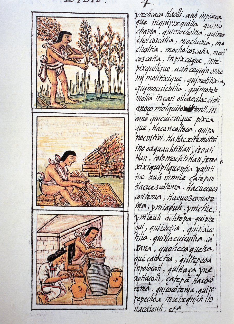Scener av bondeliv, veteskörd, rensning på matta och strump i burkar, text på Nahuati, från faksimil av manuskriptet General History of Things of New Spain, även känd som Florentine Codex, av Bernardino de Sahagun av Fra Bernadino da Sahagun