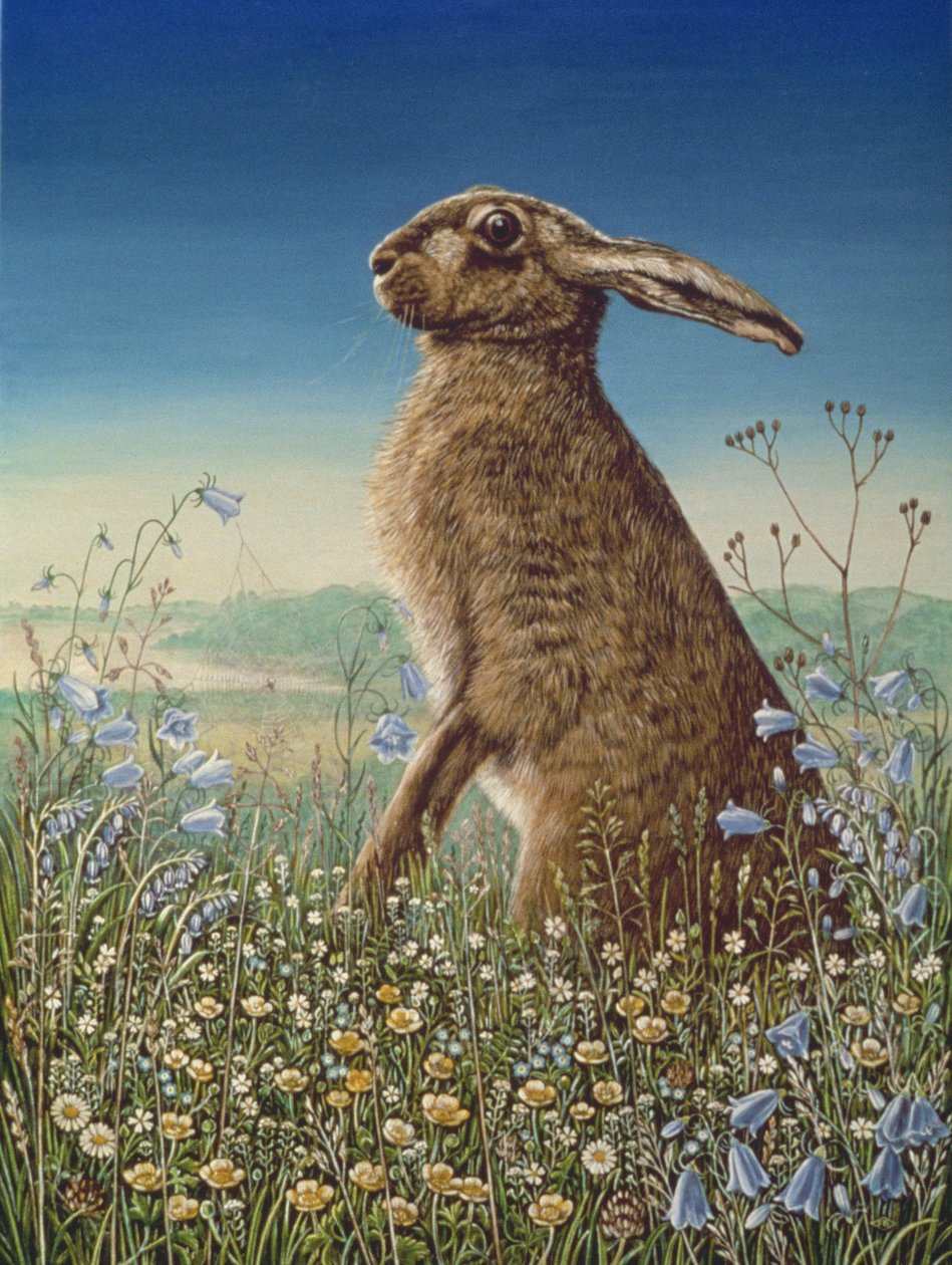 Hare, 1984 (olja och tempera på panel) av Frances Broomfield