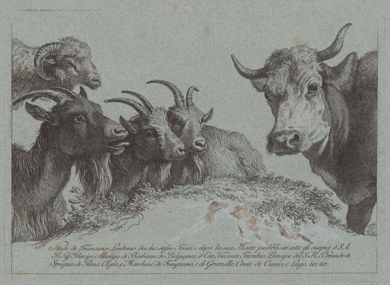 Study of Heads: Three Goats, an Ox, and a Bag, publicerad ca. 1783. av Francesco Londonio