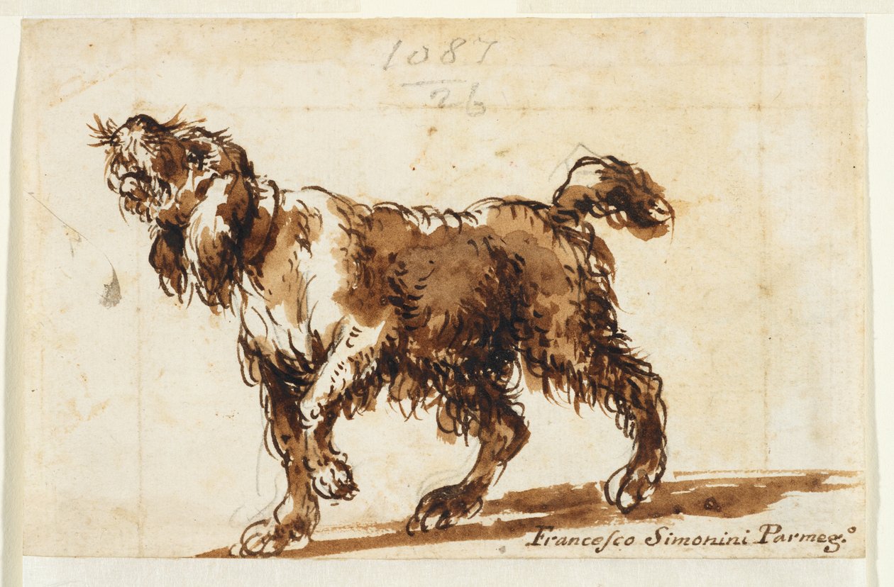 Hund som ylar (recto), c.1700-50 (svart krita, penna & brunt bläck, brun tvätt, grafit på lagt papper) av Francesco Simonini