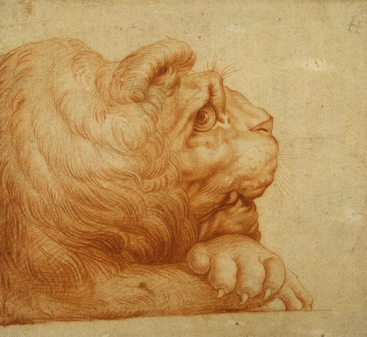 Ett lejonhuvud i profil (röd krita på vitt papper) av Francesco de Rossi Salviati Cecchino