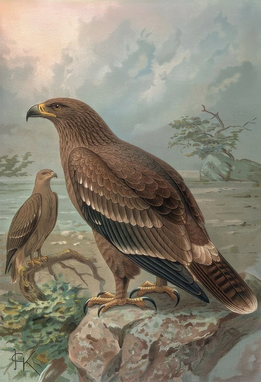 GRABADO-AGUILA DE NEPAL-HEMBRAS-AQUILA NIPALENSIS av Francia