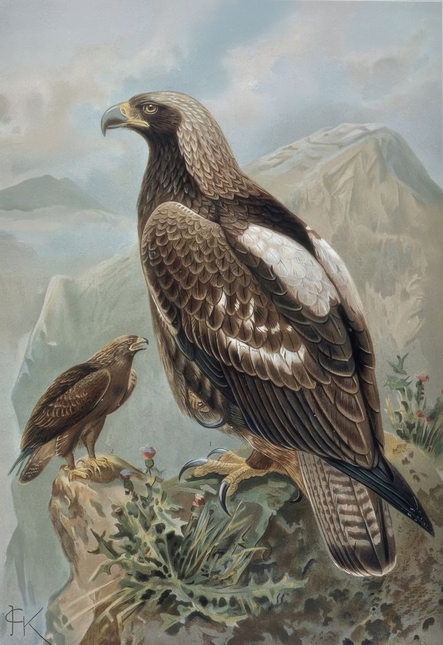 GRAVERING-IMPERIAL EAGLE-HANE MED NÄSTAN PERFEKT FJÄDER (1) OCH 2-ÅRIG KVINNA (2) av Francia