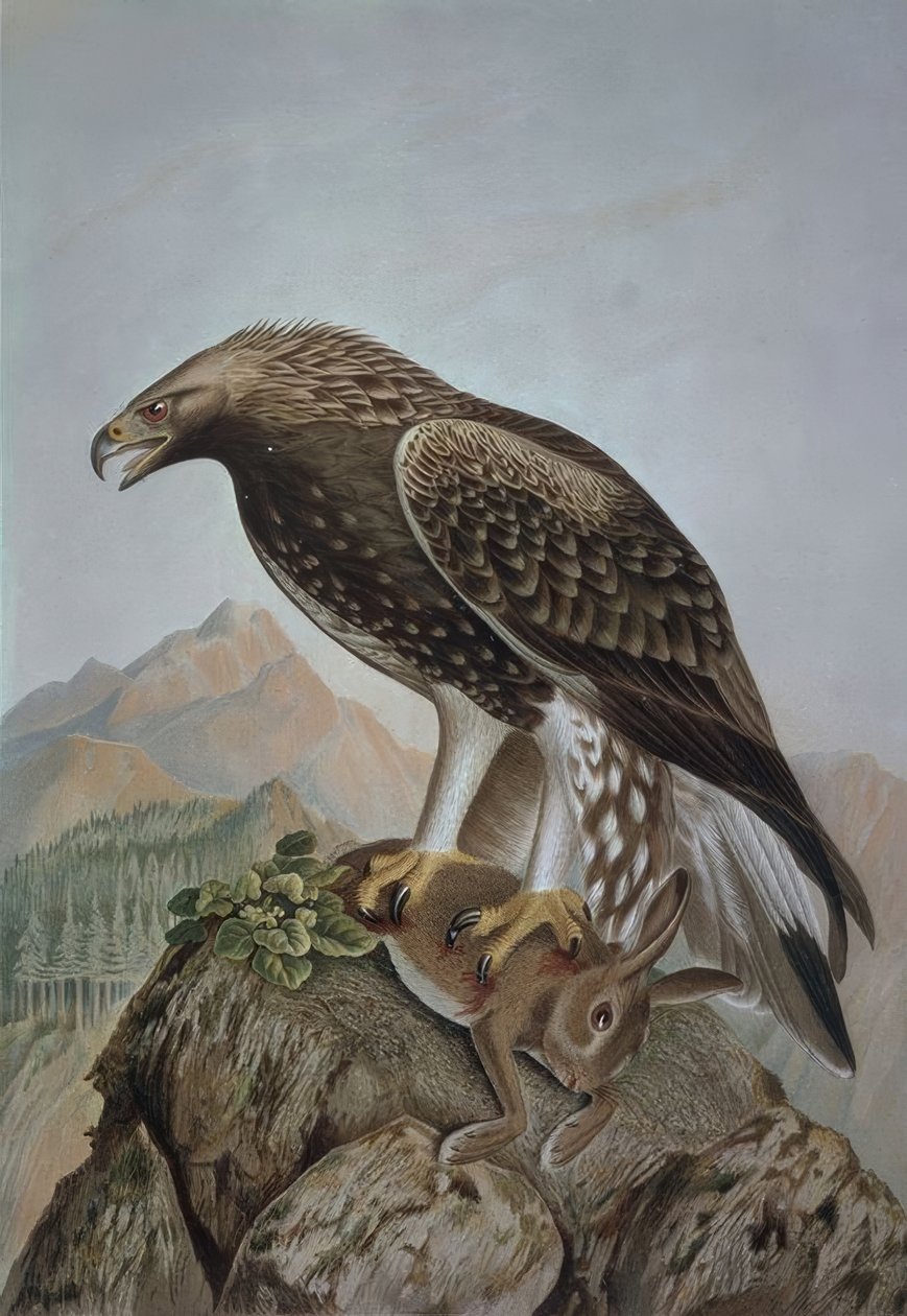 GRAVERING-LEONADA EAGLE-YOUNG HANE - AQUILA CHRYSAETOS av Francia