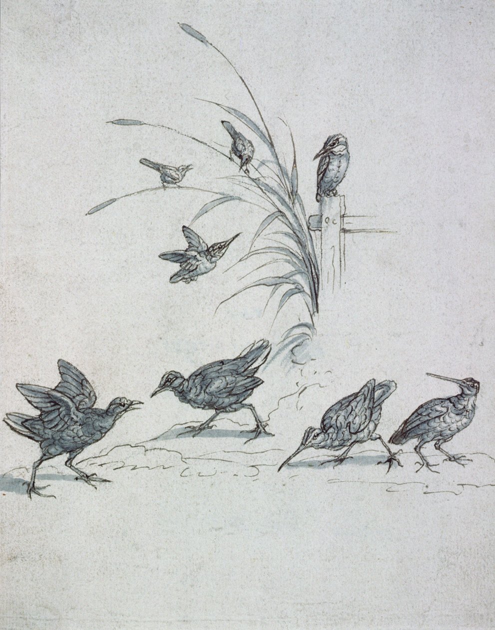 Kingfishers, Curlew and other Birds, 1600-talet (teckning) av Francis Barlow