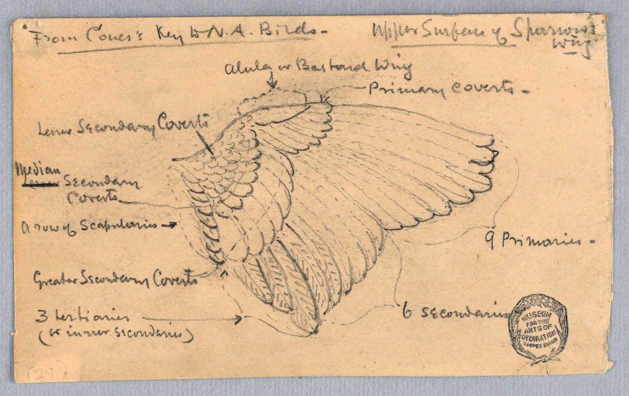 Studie av en sparvvinge av Francis Augustus Lathrop