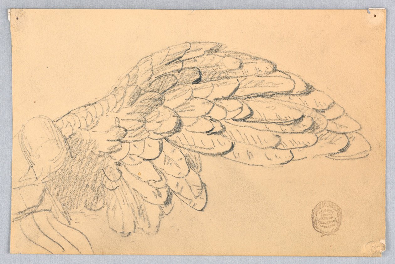 Studie av en vinge av Francis Augustus Lathrop