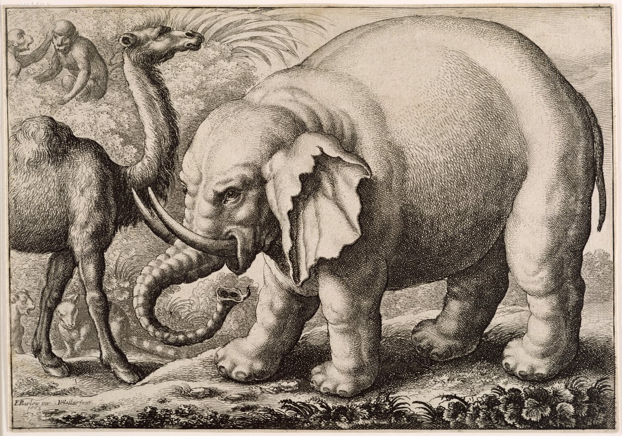 En elefant och en kamel, graverad av Wenceslaus Hollar (1607-77) 1663 av Francis Barlow