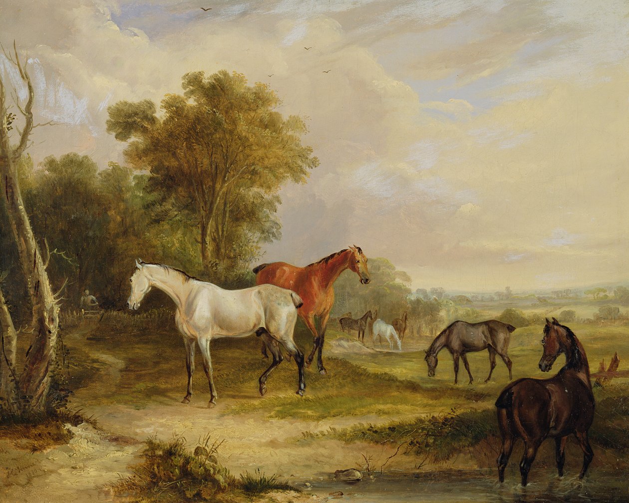 Horses Grazing: A Grey Stallion som betar med Mares in a Meadow (olja på duk) av Francis Calcraft Turner
