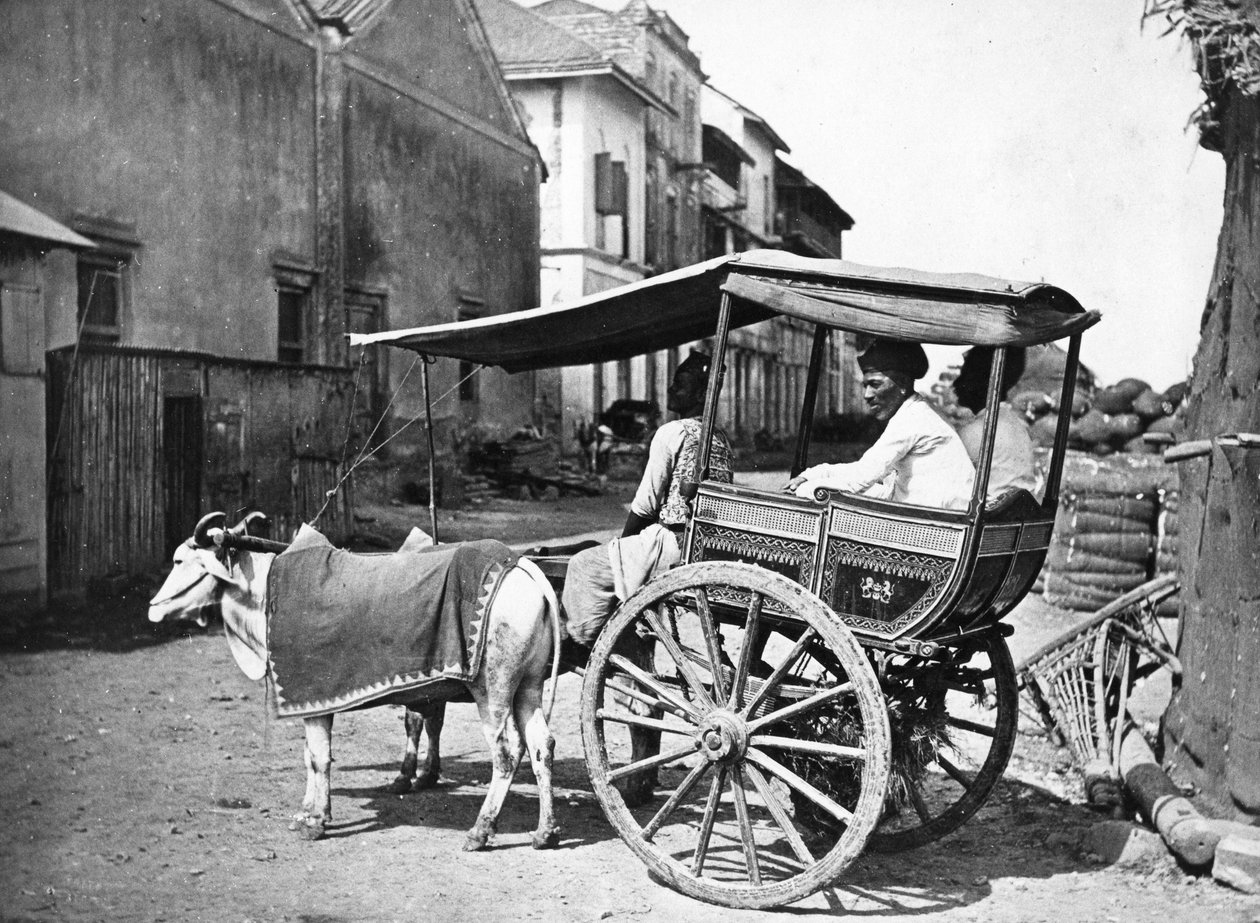 Bombay Hackerry, ca 1875 av Francis Frith