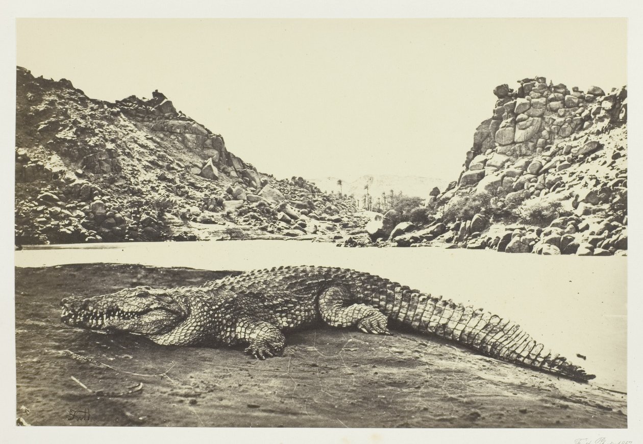 Krokodil på en sandbank av Francis Frith