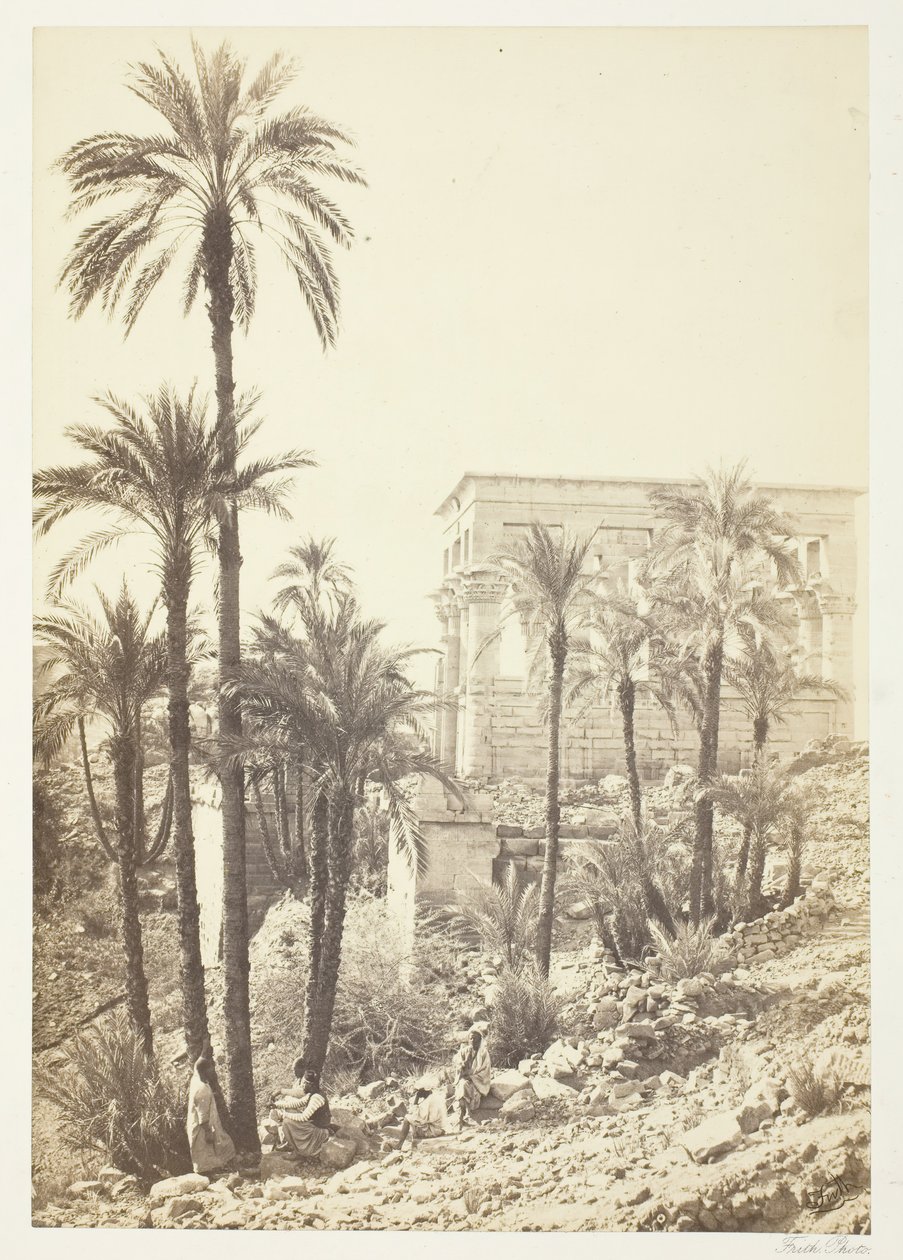 Grupp av palmer, 185862. av Francis Frith